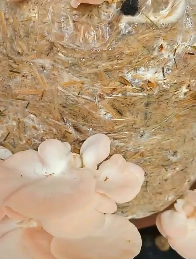 Oyster mushrooms growing on a straw bag at our farm