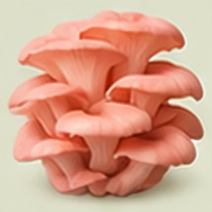 Harvested pink oyster