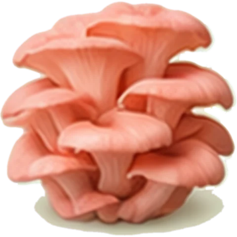 Pink Oyster