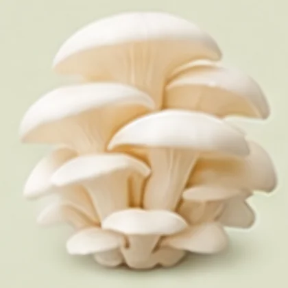 Harvested white oyster